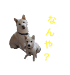 ワン太マメ太の日常1（個別スタンプ：1）