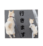 ワン太マメ太の日常1（個別スタンプ：3）