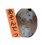 ワン太マメ太の日常1（個別スタンプ：8）