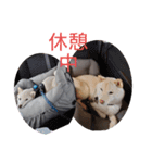 ワン太マメ太の日常1（個別スタンプ：9）