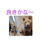 ワン太マメ太の日常1（個別スタンプ：10）