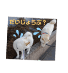 ワン太マメ太の日常1（個別スタンプ：15）