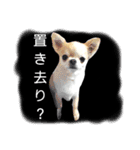 さーちんず4（個別スタンプ：2）