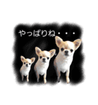 さーちんず4（個別スタンプ：3）