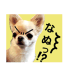 さーちんず4（個別スタンプ：12）