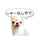 さーちんず4（個別スタンプ：15）