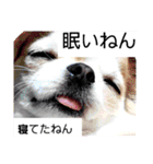 さーちんず4（個別スタンプ：17）