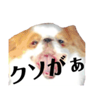 さーちんず4（個別スタンプ：36）