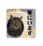 猫派仲間〜？（個別スタンプ：5）