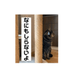 猫派仲間〜？（個別スタンプ：15）