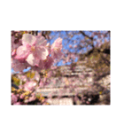 桜cherry blossoms（個別スタンプ：1）