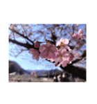 桜cherry blossoms（個別スタンプ：17）