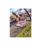 桜cherry blossoms（個別スタンプ：21）