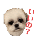 エレチャコチャイ（個別スタンプ：11）