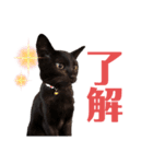 エレチャコチャイ（個別スタンプ：14）
