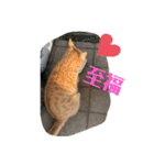 ぬこすたんぷその1（個別スタンプ：2）