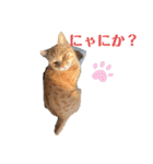 ぬこすたんぷその1（個別スタンプ：3）