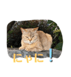 ぬこすたんぷその1（個別スタンプ：5）