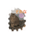 ぬこすたんぷその1（個別スタンプ：11）
