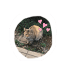 ぬこすたんぷその1（個別スタンプ：15）