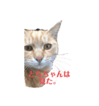 ぬこすたんぷその1（個別スタンプ：24）