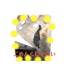 ぬこすたんぷその1（個別スタンプ：25）