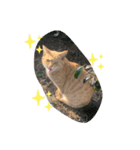 ぬこすたんぷその1（個別スタンプ：27）