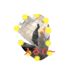 ぬこすたんぷその1（個別スタンプ：30）