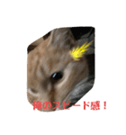 ぬこすたんぷその1（個別スタンプ：31）
