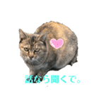 ぬこすたんぷその1（個別スタンプ：35）