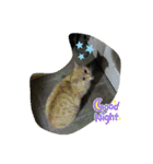 ぬこすたんぷその1（個別スタンプ：36）