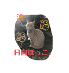 ぬこすたんぷその1（個別スタンプ：40）