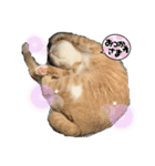 ❤︎ほちゃて❤︎（個別スタンプ：8）