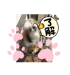 春の気持ちver.3（個別スタンプ：11）