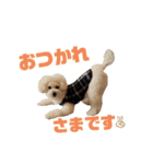 ぼんの毎日（個別スタンプ：4）