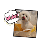 ぼんの毎日（個別スタンプ：16）