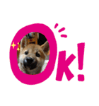 芝犬・武蔵のスタンプ（個別スタンプ：1）