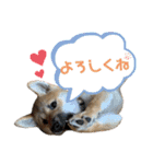 芝犬・武蔵のスタンプ（個別スタンプ：3）