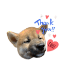 芝犬・武蔵のスタンプ（個別スタンプ：4）