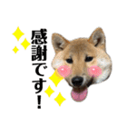 芝犬・武蔵のスタンプ（個別スタンプ：5）