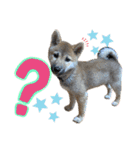 芝犬・武蔵のスタンプ（個別スタンプ：7）