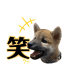 芝犬・武蔵のスタンプ（個別スタンプ：8）