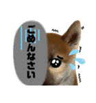 芝犬・武蔵のスタンプ（個別スタンプ：9）