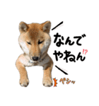 芝犬・武蔵のスタンプ（個別スタンプ：11）