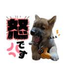 芝犬・武蔵のスタンプ（個別スタンプ：12）