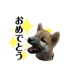 芝犬・武蔵のスタンプ（個別スタンプ：14）