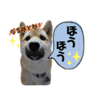芝犬・武蔵のスタンプ（個別スタンプ：16）