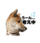芝犬・武蔵のスタンプ（個別スタンプ：17）