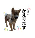 芝犬・武蔵のスタンプ（個別スタンプ：18）