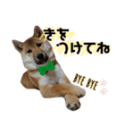 芝犬・武蔵のスタンプ（個別スタンプ：19）